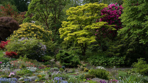 Branklyn Garden and the plantsmen who built a Himalayan dream